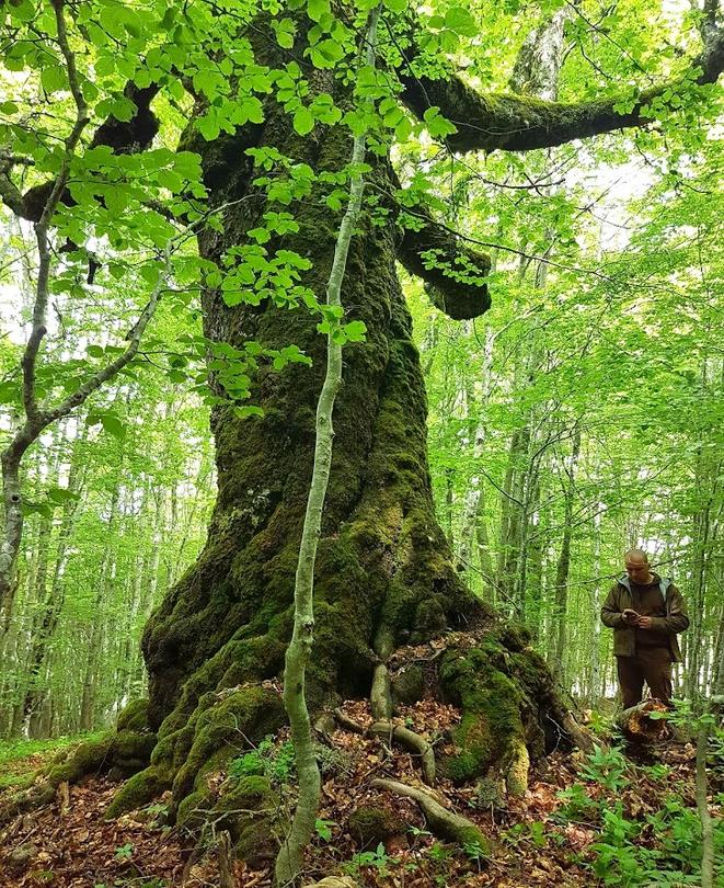 РИОСВ – Смолян откри процедура по обявяването на четири дървета за защитени - 01