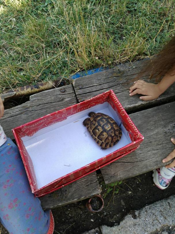 Деца спасиха костенурка от защитен вид - 4