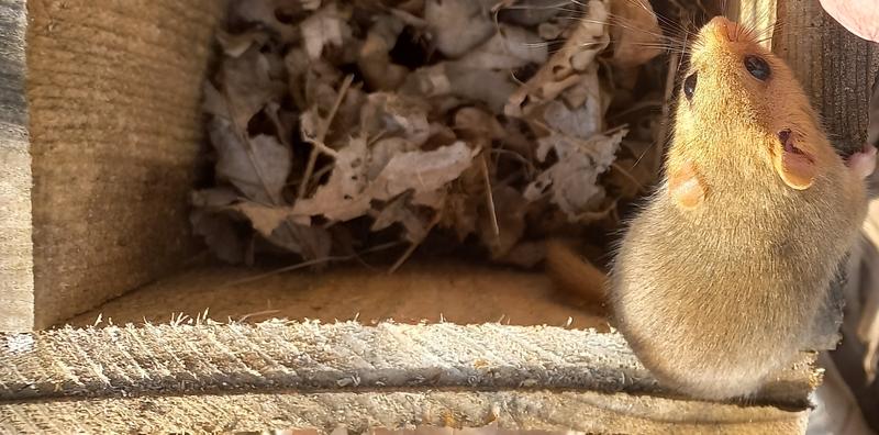 Dormice observation houses are being installed in 43 locations across the country as part of a new monitoring methodology - 2