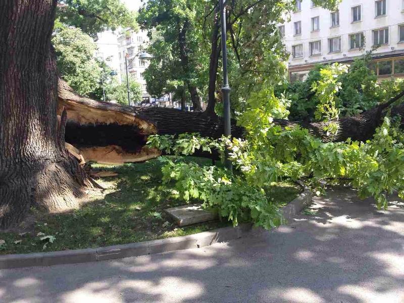 Повален от вятъра вековен дъб в София ще бъде отстранен - 01
