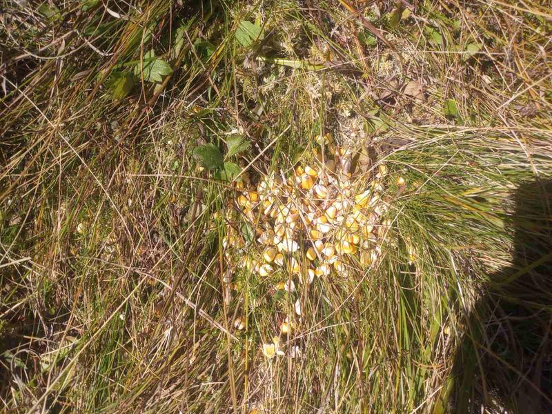 Национален парк „Рила“ и МВР с акция срещу незаконно подхранване на дива свиня - 3