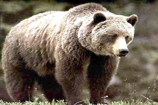 The Ministry of Environment and Water works to reduce the prerequisites for conflict between bears and humans - 01