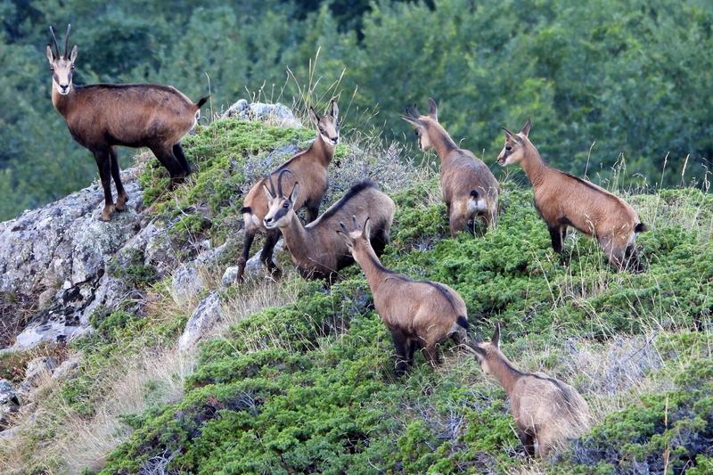 Today we mark 32 years National Park “Central Balkan” - 29