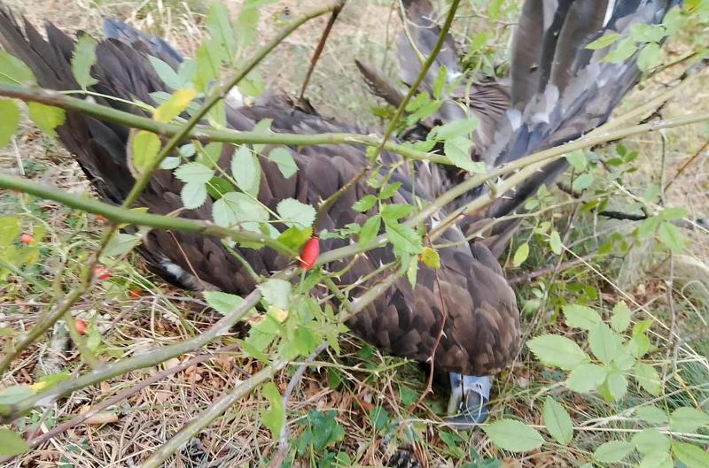 A fifth consecutive case of a shot black vulture is under investigation - 2