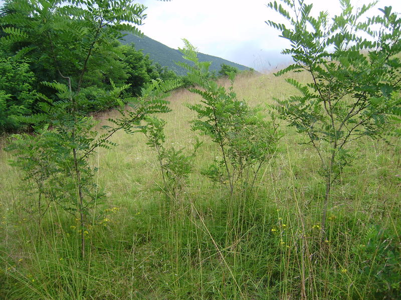 Акация, която превзема пасище. - 01