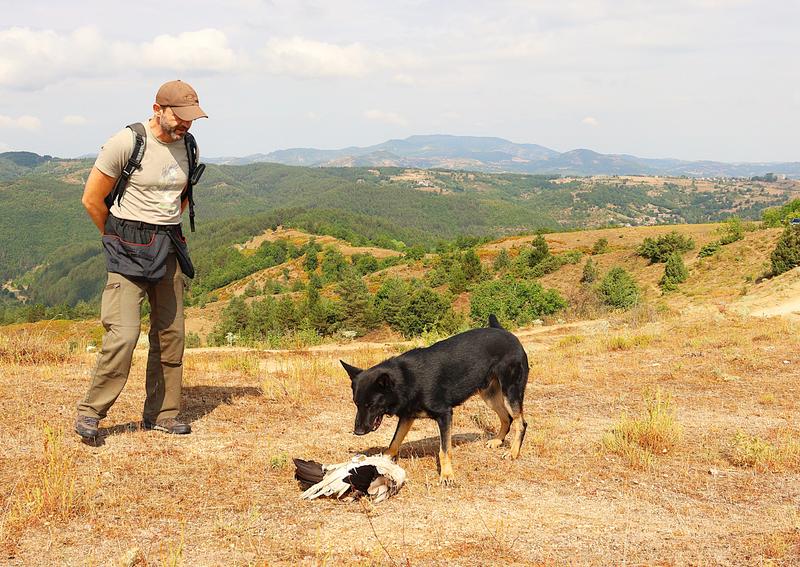 Води се разследване по пореден случай на отровен египетски лешояд в района на Източни Родопи - 01