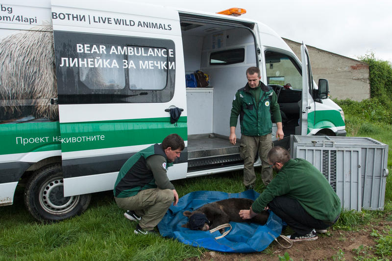 The three bears found near Dospat were released back into the wild - 01