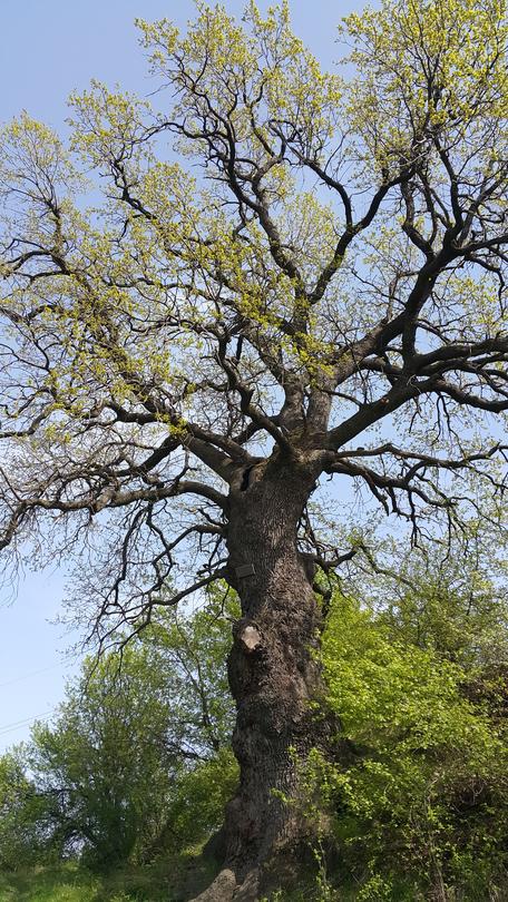 Minister Lichev stopped the felling of two century-old trees - 2