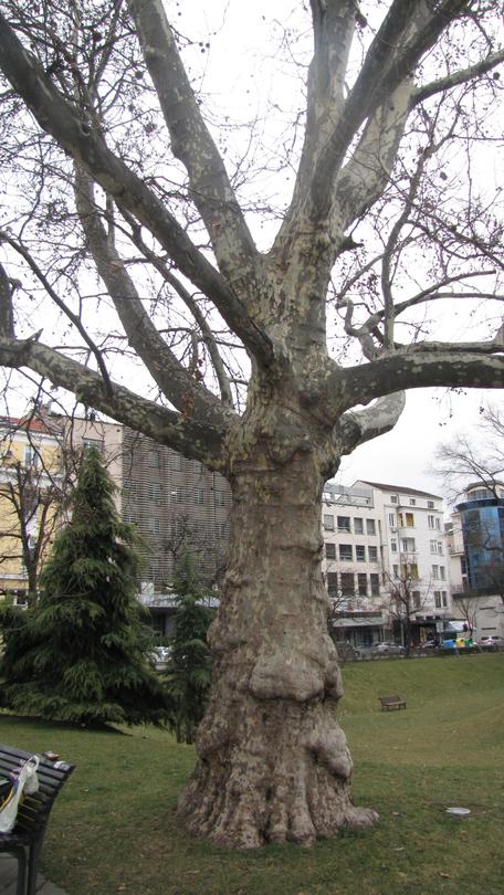 Three century-old plane trees in Sofia have been declared protected - 01