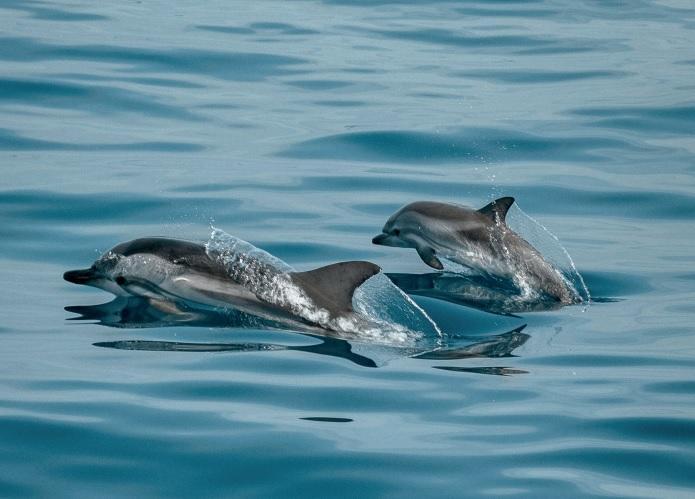 МОСВ предаде на прокуратурата резултатите от анализа на умрелите птици и делфини край Шабла - 01