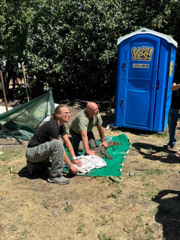 Проверката на РИОСВ – София установи несъответствия в документите на крокодила, отглеждан в квартал Ботунец - 6
