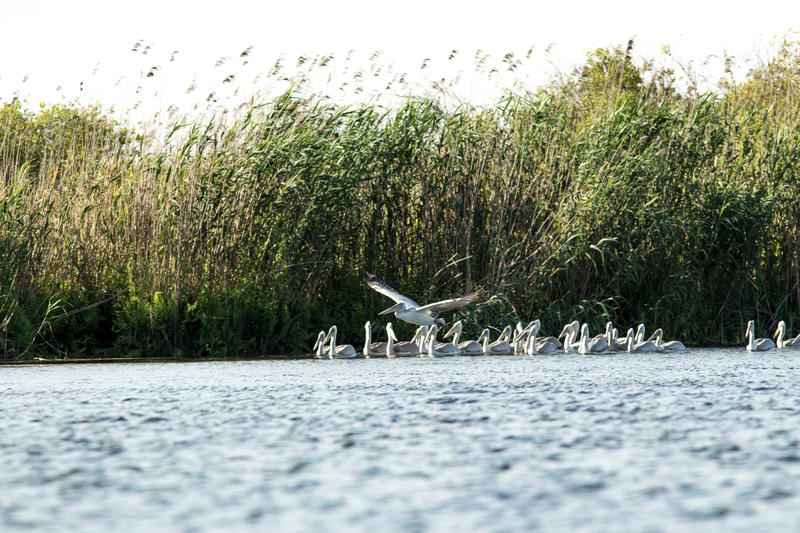 Къдроглавите пеликанчета се обучават в „детска градина“ - 01