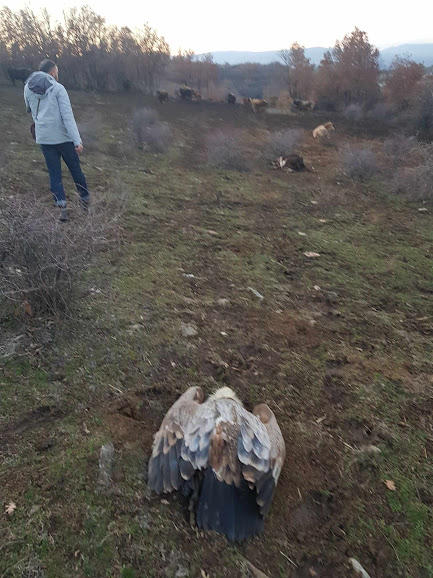 A new case of intentional poisoning of griffon vultures has been identified near Simitli - 2
