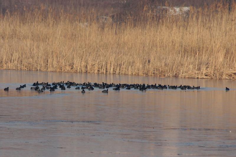 Защитени видове птици зимуваха край Шуменското езеро - 01