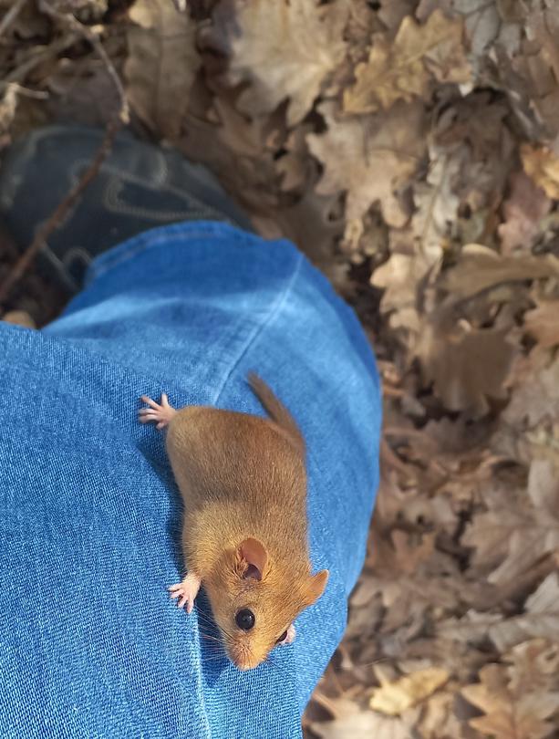 Dormice observation houses are being installed in 43 locations across the country as part of a new monitoring methodology - 7