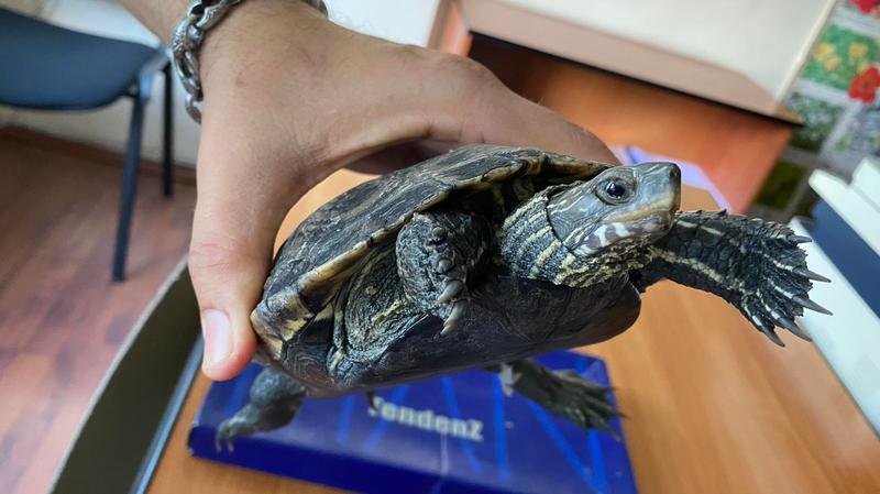 Откриха застрашен вид костенурка в центъра на Хасково - 01