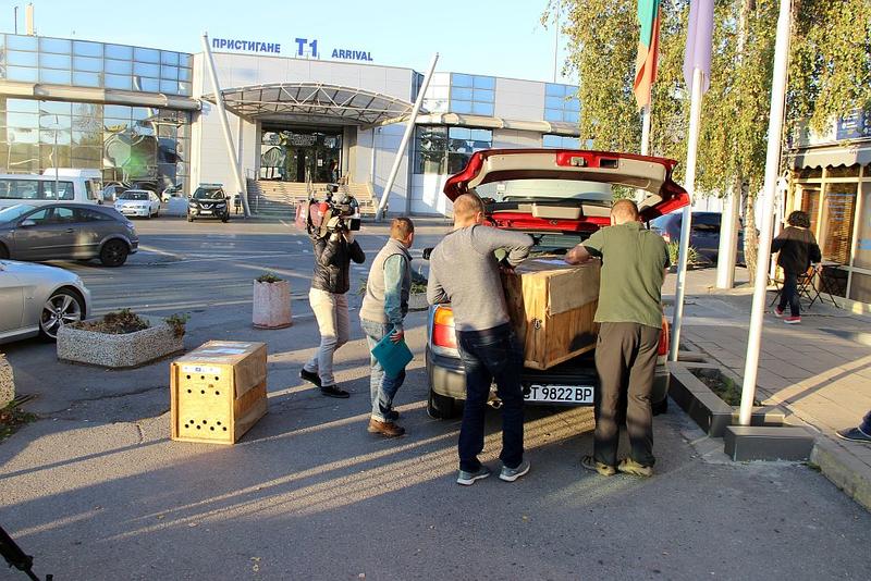 Ястребови орли се изпращат на летището от центъра на Зелени Балкани в Стара Загора в Испания. - 3