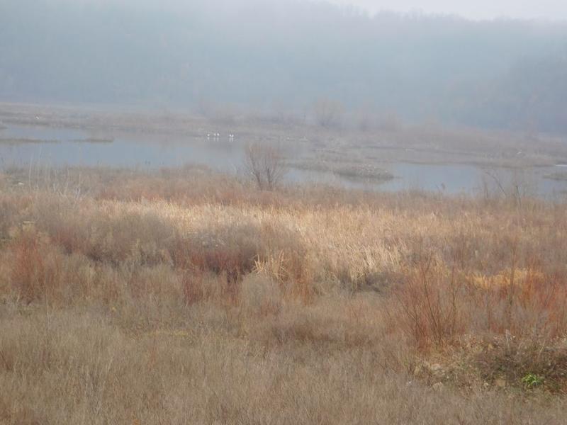 РИОСВ – Монтана участва в 42-то среднозимно преброяване на зимуващите водолюбиви птици - 01