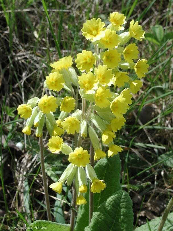 On June 24th we celebrate Medicinal Plants Day - 3