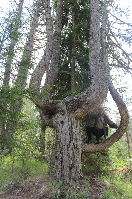 Вековен черен бор край село Борино е обявен за защитен - 01