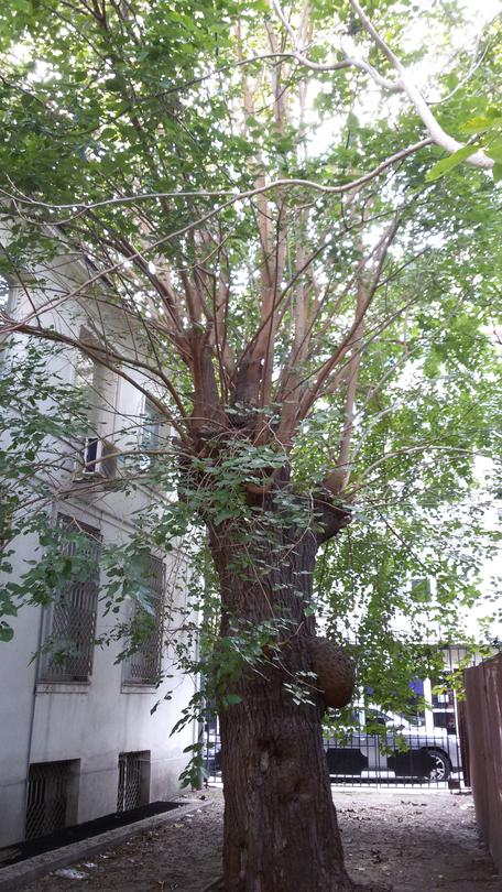 Minister Lichev stopped the felling of two century-old trees - 01