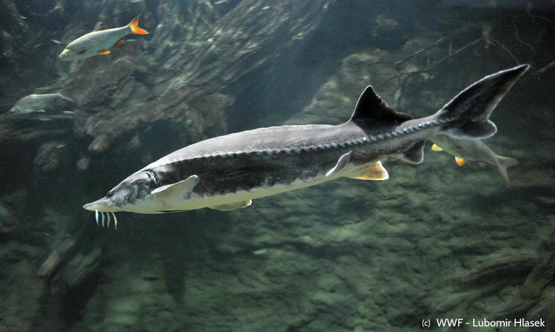 An indefinite national ban on fishing for sturgeon species has been introduced in the Bulgarian section of the Danube River and the Black Sea - 01