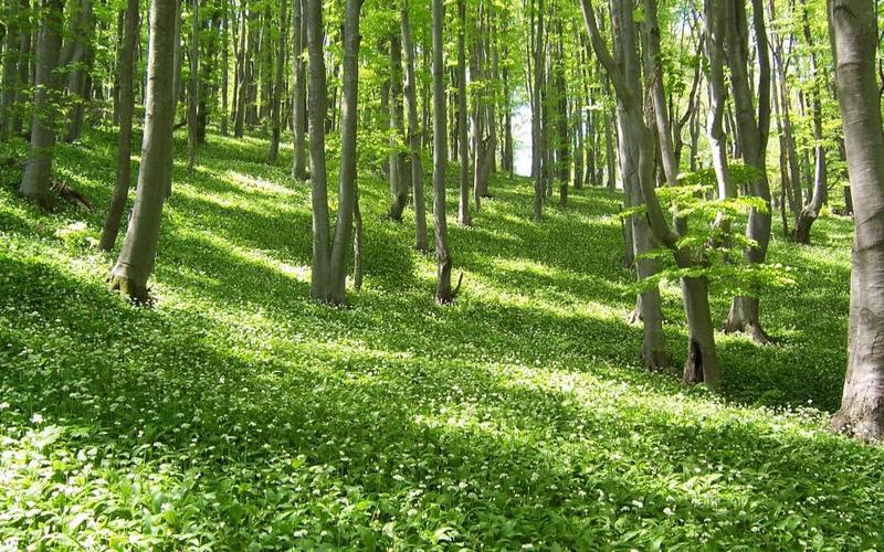 Министър Сандов: Започва национална кампания по засаждане на 100 милиона дървета до 2030 г. - 01