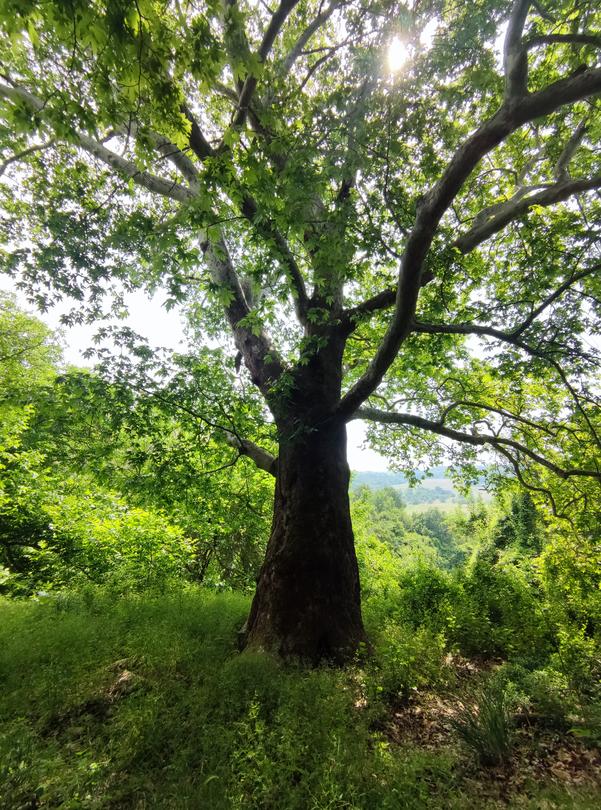 Източен чинар (Platanus orientalis), село Свирачи, община Ивайловград