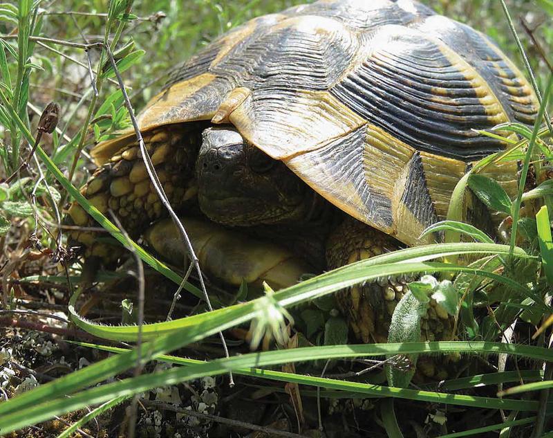 Експерти от РИОСВ-Хасково пуснаха в естествена среда 39 сухоземни костенурки - 01