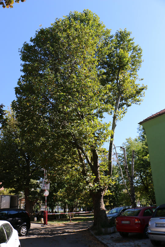 Three centuries-old trees in the historic part of Sofia declared protected - 2