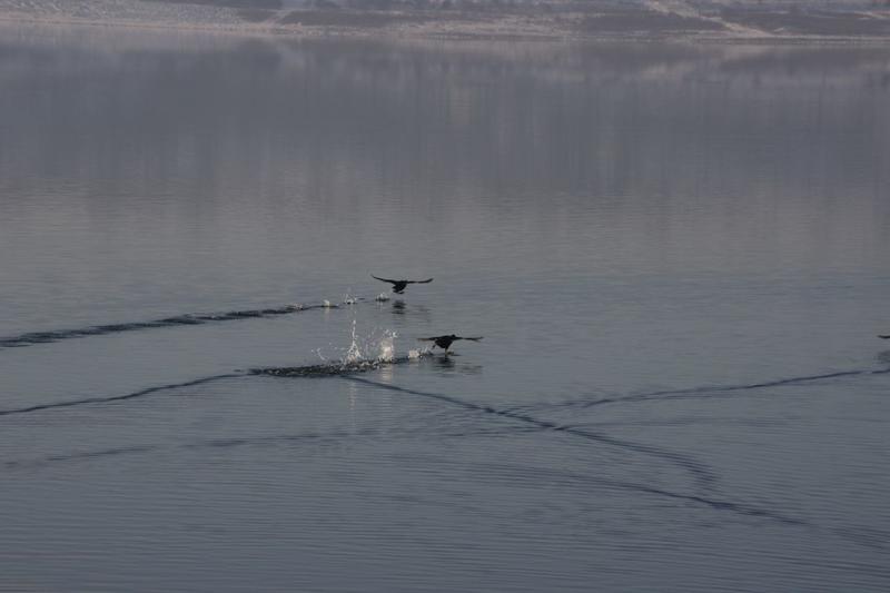 Птици зимуват край Шуменското езеро - 1