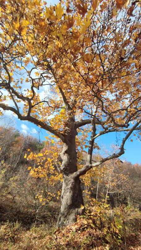 Two centuries-old trees – a winter oak and an eastern plane tree, have been declared protected - 01