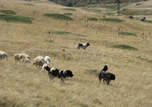 ДНП „Рила“ апелира за бдителност по време на паша в защитената територия - 01