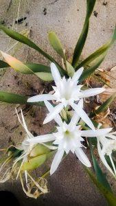 В резерват „Пясъчната лилия“ РИОСВ – Бургас започва поддържащи дейности - 01