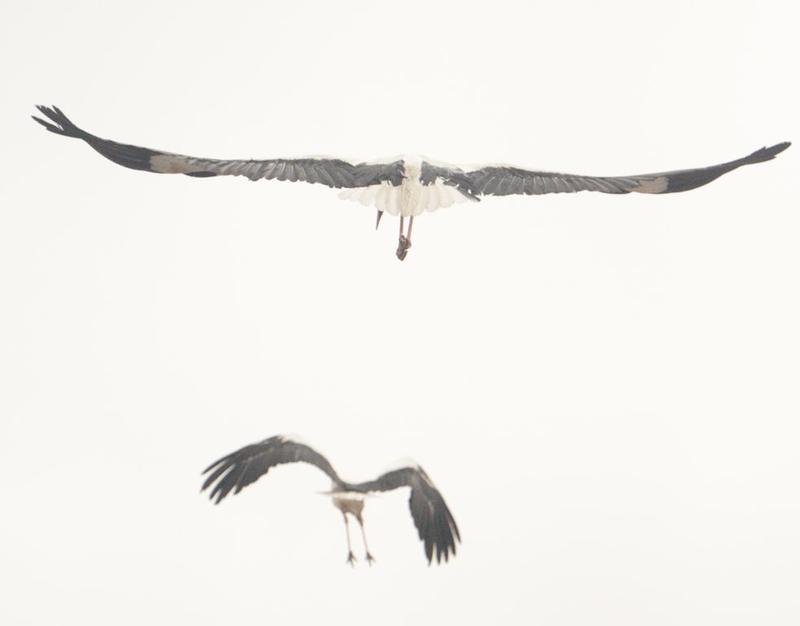 РИОСВ – Русе разпореди на кметовете да освободят  всички уловени щъркели - 01