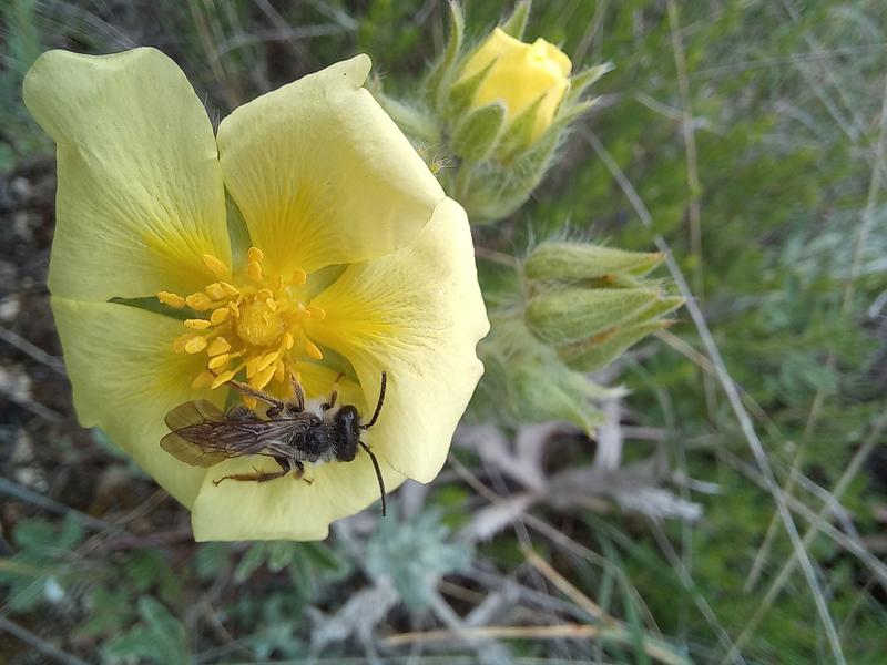 Today we celebrate World Bee Day - 2