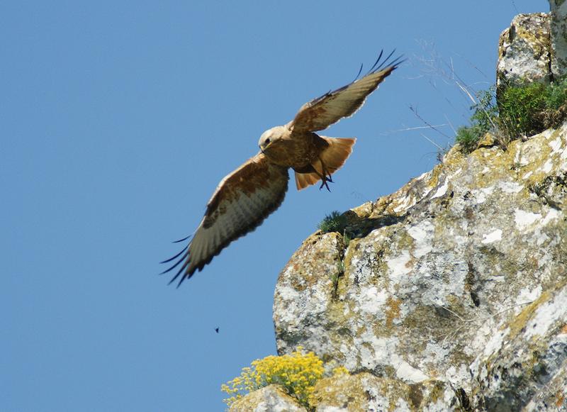 Today we mark 32 years National Park “Central Balkan” - 28