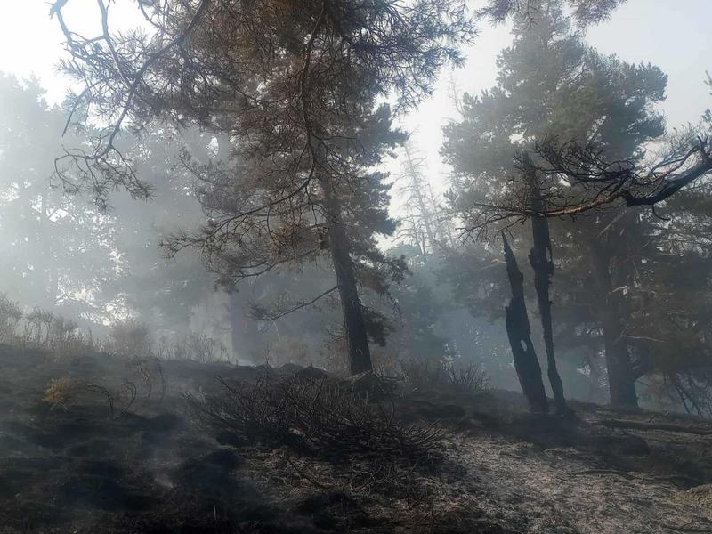 The fire in the Rila National Park is still not under control - 3