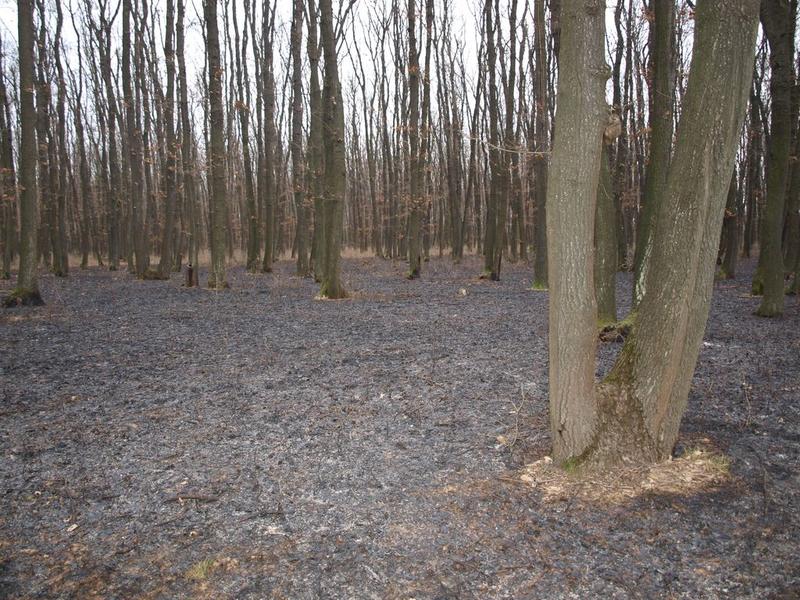 Пожар в защитена територия пощади вековни дървета - 2