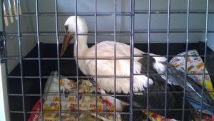 РИОСВ – Плевен изпрати на лечение птици от защитени видове - 01