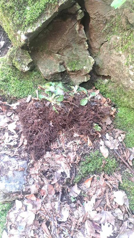 Minister Julian Popov issued an order banning activities that threaten the Rhodope Silivryak species in the territory of the village of Gornoslav, Asenovgrad - 4