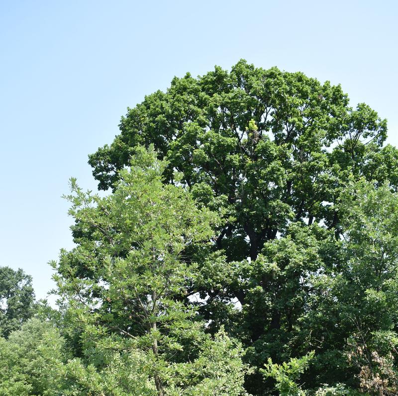 New four century-old trees have been declared protected - 2