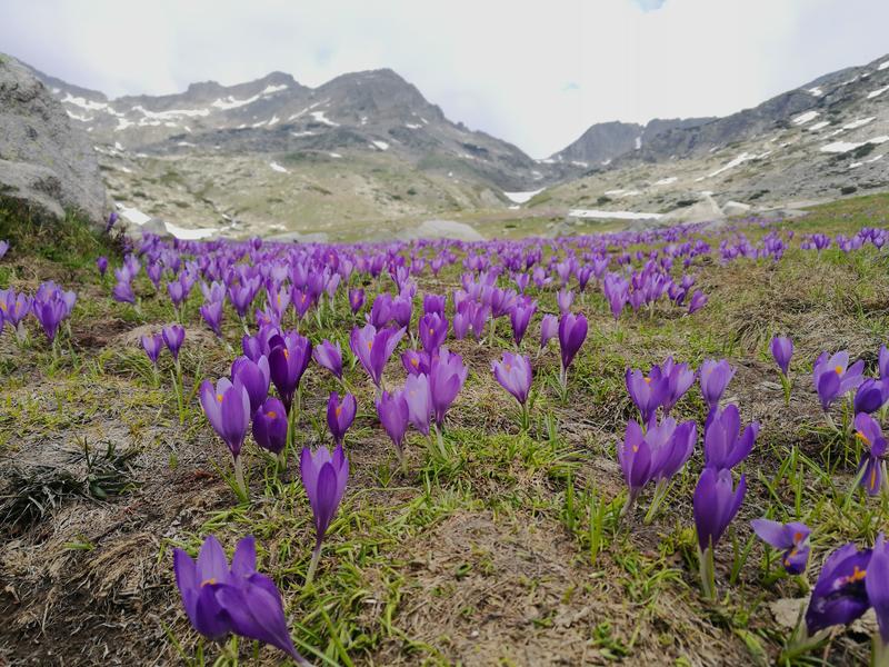 Today we mark the 61st Anniversary since the establishment of National Park Pirin - 20