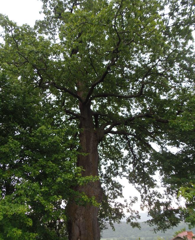 Minister Lichev declared a 300-year-old tree under protection - 4