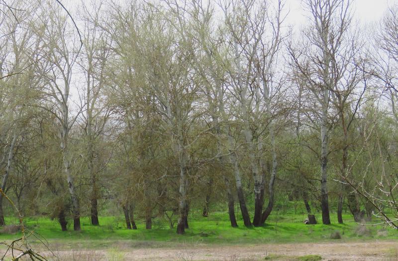 Крайречна гора - 5