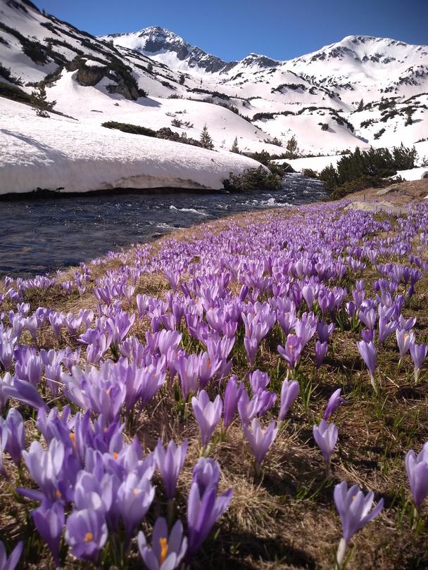 Today we mark the 61st Anniversary since the establishment of National Park Pirin - 12