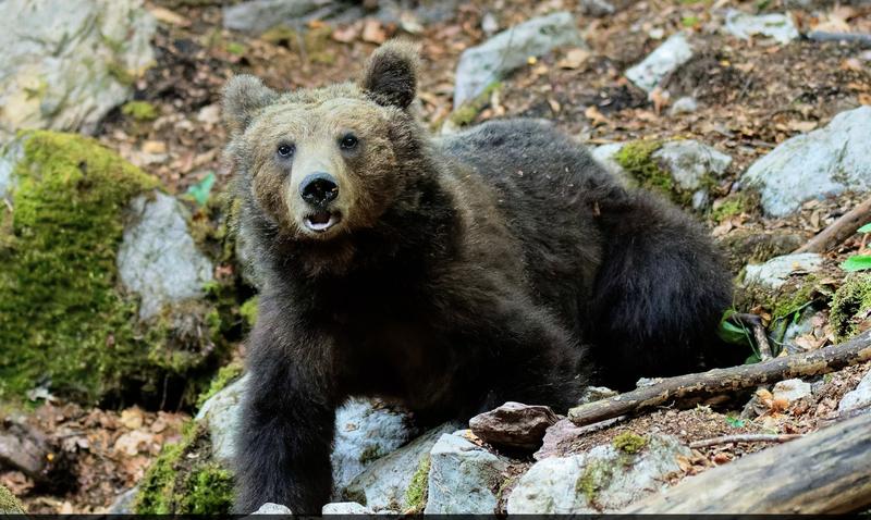 Today we mark 32 years National Park “Central Balkan” - 23