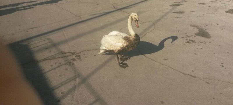 Експерти провериха сигнал за бедстващ лебед на Морска гара - Варна - 01