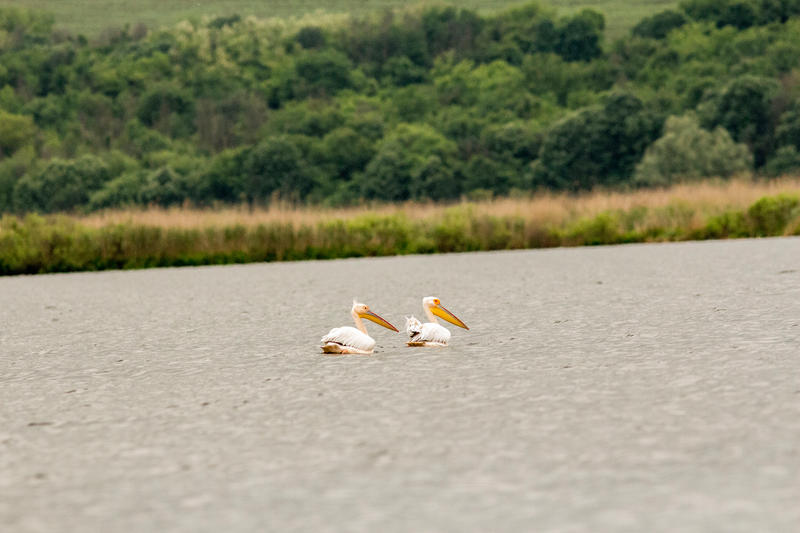 Излюпиха се розови пеликани в резервата „Сребърна“ - 01