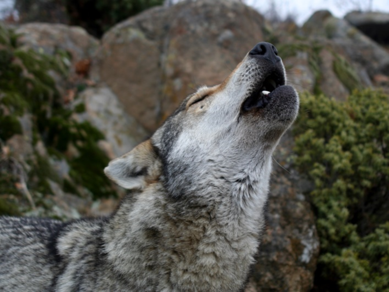 An Action Plan for the European Wolf has been adopted - 01